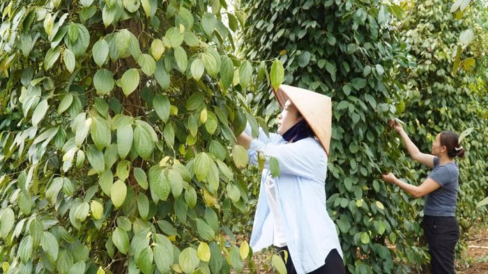 Người dân vùng Cùa tất bật thu hoạch hồ tiêu trên vùng đất đỏ bazan màu mỡ.